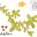 More Urban & Rural Foraging; The Versatile Purslane