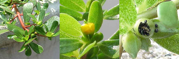 purslane_parts purslane_parts