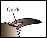 rabbit_claw rabbit_claw