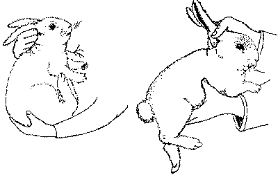 rabbit_handling