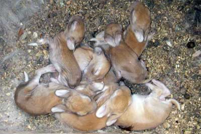 rabbit_litter