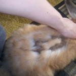 Backyard Rabbit Keeping, Part 13/15 – Fur Production Featured