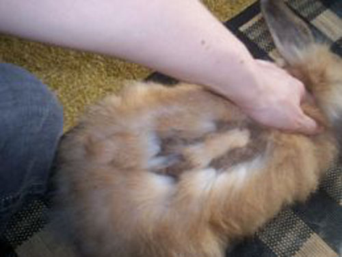rabbit_molting