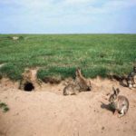 Backyard Rabbit Keeping, Part 2/15 – Rabbits Past and Present Resources