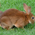 rexrabbit
