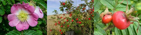 rosehip_strip
