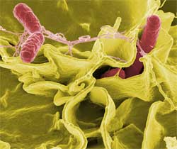 salmonella salmonella