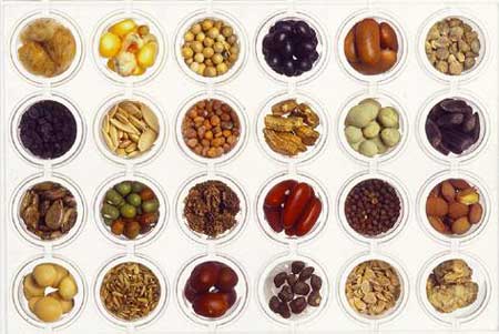 saving_seeds2