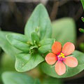 scarlet_pimpernel