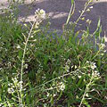 shepherds_purse