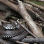 Snake Precautions for the Home, Farm and Field Featured