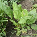 sorrel