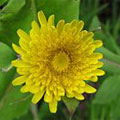 sow_thistle