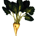 sugar_beet