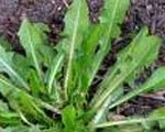 Rustling the Longhorn Weed: Vegetarian Dandelion Burgers