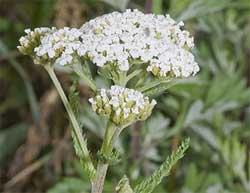 yarrow yarrow